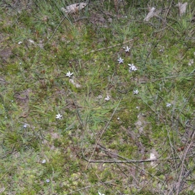 Isotoma fluviatilis subsp. australis (Swamp Isotome) at Tuggeranong DC, ACT - 18 Oct 2014 by michaelb