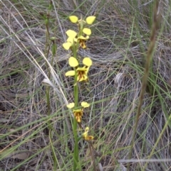 Diuris sulphurea (Tiger Orchid) at Campbell, ACT - 19 Oct 2014 by SilkeSma