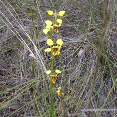 Diuris sulphurea (Tiger Orchid) at Mount Ainslie - 19 Oct 2014 by SilkeSma