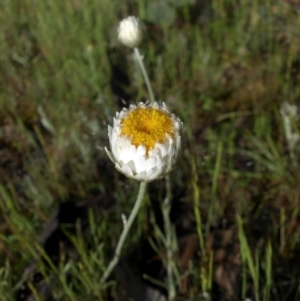 Leucochrysum albicans subsp. tricolor at Campbell, ACT - 24 Oct 2014