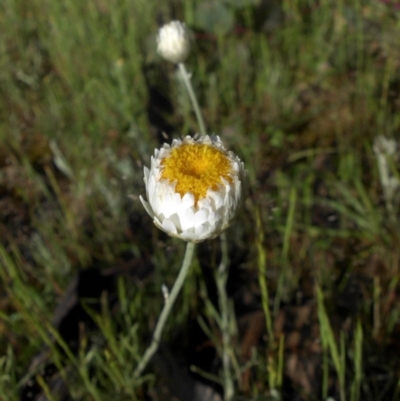 Leucochrysum albicans subsp. tricolor (Hoary Sunray) at Campbell, ACT - 24 Oct 2014 by SilkeSma