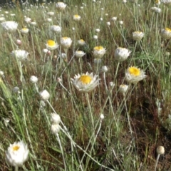 Leucochrysum albicans subsp. tricolor (Hoary Sunray) at Campbell, ACT - 23 Oct 2014 by SilkeSma