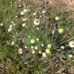 Leucochrysum albicans subsp. tricolor at Campbell, ACT - 24 Oct 2014