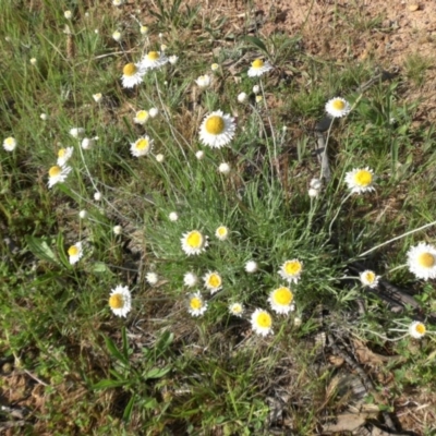 Leucochrysum albicans subsp. tricolor (Hoary Sunray) at Campbell, ACT - 24 Oct 2014 by SilkeSma