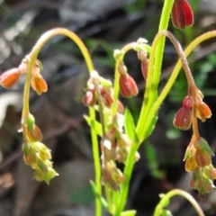 Gonocarpus sp. at Farrer Ridge - 25 Oct 2014 by galah681