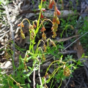 Gonocarpus sp. at Farrer Ridge - 25 Oct 2014