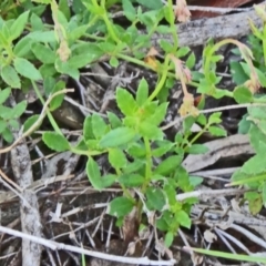 Gonocarpus sp. at Farrer Ridge - 25 Oct 2014