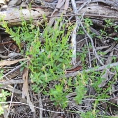 Gonocarpus sp. at Farrer Ridge - 25 Oct 2014 09:21 AM