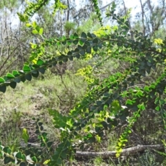Acacia pravissima (Wedge-leaved Wattle, Ovens Wattle) at Farrer Ridge - 25 Oct 2014 by galah681