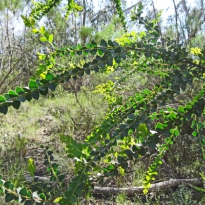 Acacia pravissima (Wedge-leaved Wattle, Ovens Wattle) at Farrer Ridge - 25 Oct 2014 by galah681