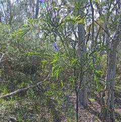 Acacia pravissima at Farrer Ridge - 25 Oct 2014