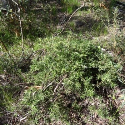Billardiera (genus) at Farrer Ridge - 25 Oct 2014 by galah681