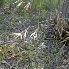 Rytidosperma pallidum (Red-anther Wallaby Grass) at Farrer Ridge - 24 Oct 2014 by galah681