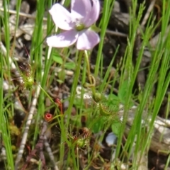 Drosera auriculata (Tall Sundew) at Farrer Ridge - 24 Oct 2014 by galah681