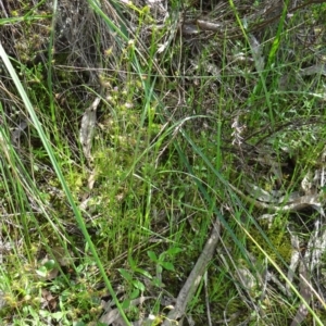 Drosera auriculata at Farrer Ridge - 25 Oct 2014 09:35 AM