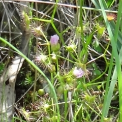 Drosera auriculata at Farrer Ridge - 25 Oct 2014