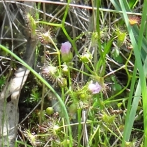 Drosera auriculata at Farrer Ridge - 25 Oct 2014 09:35 AM