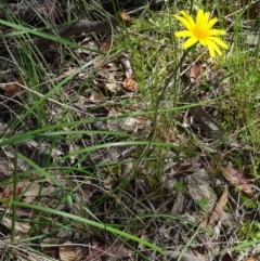 Microseris walteri (Yam Daisy, Murnong) at Farrer Ridge - 25 Oct 2014 by galah681