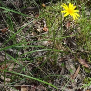 Microseris walteri at Farrer Ridge - 25 Oct 2014