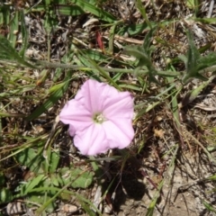 Convolvulus angustissimus subsp. angustissimus (Australian Bindweed) at Farrer Ridge - 25 Oct 2014 by galah681