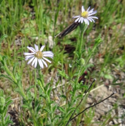 Vittadinia sp. (Fuzzweed) at Farrer Ridge - 25 Oct 2014 by galah681