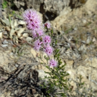 Kunzea parvifolia (Violet Kunzea) at Farrer, ACT - 24 Oct 2014 by galah681