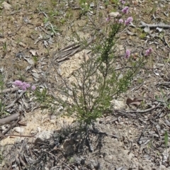 Kunzea parvifolia at Farrer, ACT - 25 Oct 2014