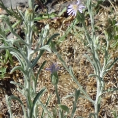 Vittadinia cuneata var. cuneata (Fuzzy New Holland Daisy) at Farrer, ACT - 24 Oct 2014 by galah681