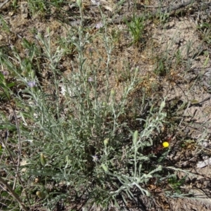 Vittadinia cuneata var. cuneata at Farrer, ACT - 25 Oct 2014