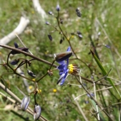 Dianella revoluta var. revoluta (Black-Anther Flax Lily) at Farrer, ACT - 25 Oct 2014 by galah681