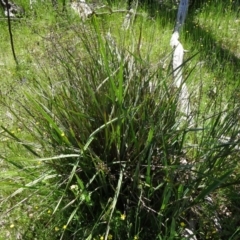 Dianella revoluta var. revoluta at Farrer, ACT - 25 Oct 2014 10:07 AM