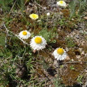 Leucochrysum albicans subsp. tricolor at Tuggeranong DC, ACT - 25 Oct 2014