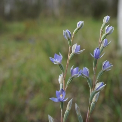 Thelymitra peniculata (Blue Star Sun-orchid) at Gungahlin, ACT - 26 Oct 2014 by AaronClausen