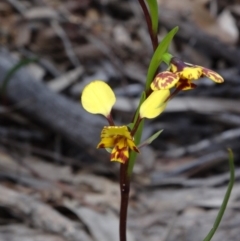 Diuris nigromontana (Black Mountain Leopard Orchid) at Black Mountain - 27 Sep 2014 by galah681
