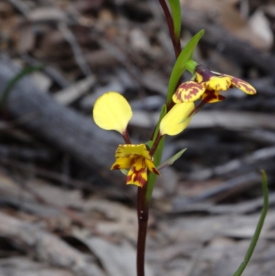 Diuris nigromontana (Black Mountain Leopard Orchid) at Black Mountain - 27 Sep 2014 by galah681