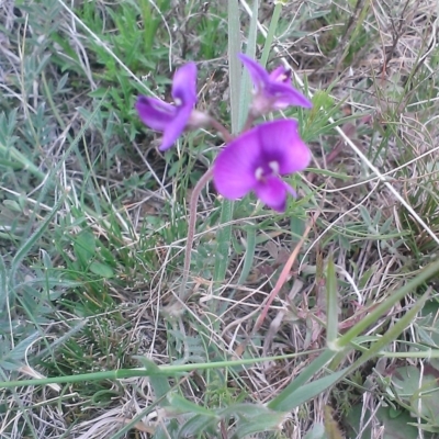 Swainsona sericea (Silky Swainson-Pea) at Mulanggari Grasslands - 21 Oct 2014 by krisnash