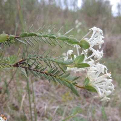 Pimelea glauca (Smooth Rice Flower) at Bonython, ACT - 15 Oct 2014 by MichaelBedingfield