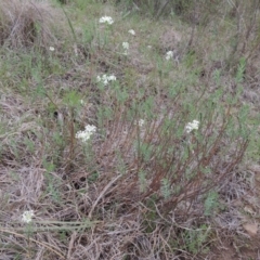 Pimelea glauca at Bonython, ACT - 15 Oct 2014 06:33 PM