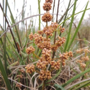 Lomandra multiflora at Paddys River, ACT - 20 Oct 2014 05:24 PM