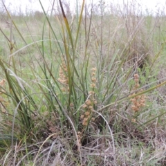 Lomandra multiflora at Paddys River, ACT - 20 Oct 2014 05:24 PM