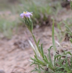 Vittadinia muelleri (Narrow-leafed New Holland Daisy) at Paddys River, ACT - 20 Oct 2014 by MichaelBedingfield