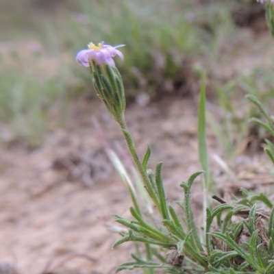 Vittadinia muelleri (Narrow-leafed New Holland Daisy) at Paddys River, ACT - 20 Oct 2014 by michaelb
