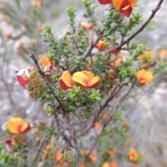 Pultenaea procumbens (Bush Pea) at Gigerline Nature Reserve - 20 Oct 2014 by michaelb