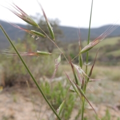Rytidosperma sp. (Wallaby Grass) at Tennent, ACT - 20 Oct 2014 by michaelb