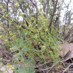 Galium gaudichaudii subsp. gaudichaudii (Rough Bedstraw) at Gigerline Nature Reserve - 20 Oct 2014 by michaelb