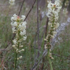 Stackhousia monogyna (Creamy Candles) at Gigerline Nature Reserve - 20 Oct 2014 by michaelb