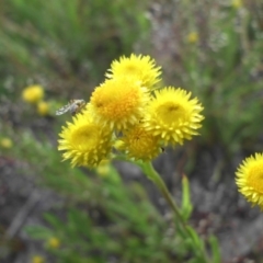 Chrysocephalum apiculatum (Common Everlasting) at Mount Ainslie - 26 Oct 2014 by SilkeSma