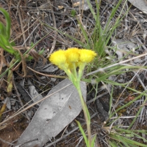 Chrysocephalum apiculatum at Majura, ACT - 27 Oct 2014 07:45 AM