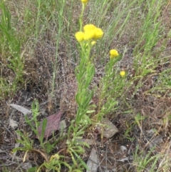 Chrysocephalum apiculatum at Majura, ACT - 27 Oct 2014 07:45 AM