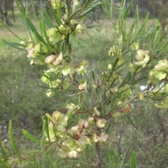 Dodonaea viscosa (Hop Bush) at Majura, ACT - 27 Oct 2014 by SilkeSma